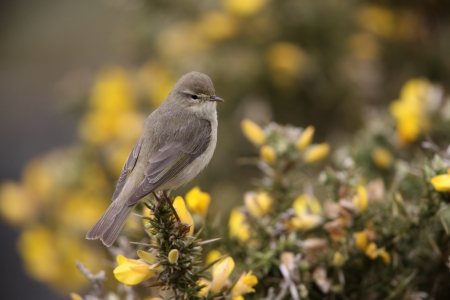 Willow warbler, Phylloscopus trochilus