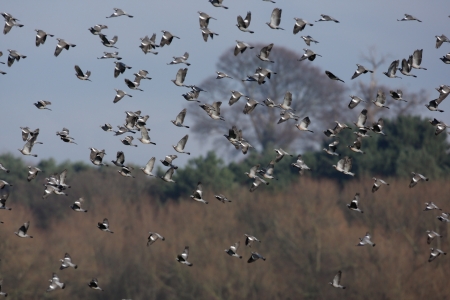 Wood pigeon, Columba palumbus