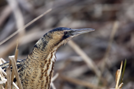 Bittern, Botaurus stellaris, In reedbed, Norfolk, winter            