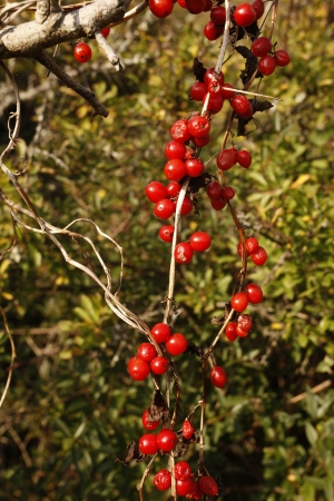 Black bryony,Tamus communis, red berries