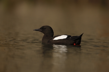 Black guillemot, Cepphus grylle, single bird on water,  Scotland                の写真素材