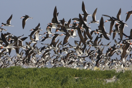 Black skimmer, Rynchops nigerの写真素材