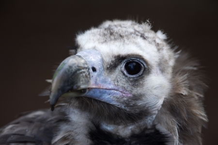 Eurasian black vulture Aegypius monachus, head detail, captive bird. Also known as monk or cinereous vulture.の写真素材