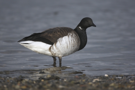 Brent goose Branta bernicla hrota Light bellied New York USA             の写真素材