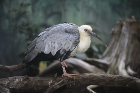Buff-necked ibis, Theristicus caudatus on log         の写真素材