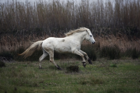 Camargue white horse, running,   Camargue, Franceの写真素材