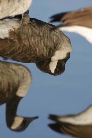 Canada goose, Branta canadensis, Group of birds reflected in water, New York, USA, August 2008             の写真素材