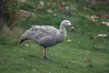 Cape barren goose, Cereopsis novaehollandiae,on grassの写真素材