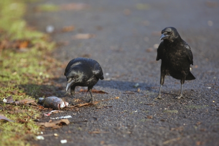 Carrion crow, Corvus corone, two birds by roadの写真素材
