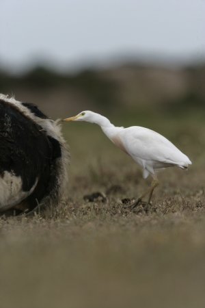 Cattle egret, Bubulcus ibis, with cattle in Spainの写真素材