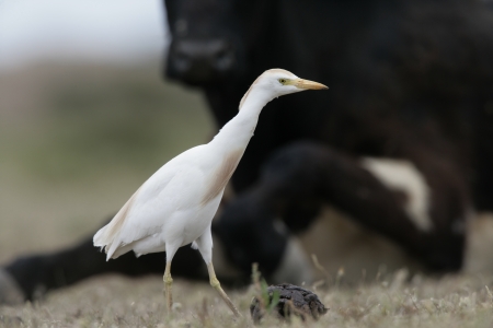 Cattle egret, Bubulcus ibis, with cattle in Spainの写真素材