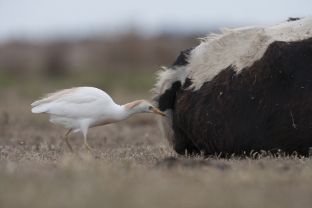 Cattle egret, Bubulcus ibis, with cattle in Spainの写真素材