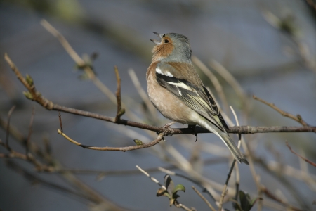 Chaffinch, Fringilla coelebs, Male singing, Lancs, UK, Winterの写真素材