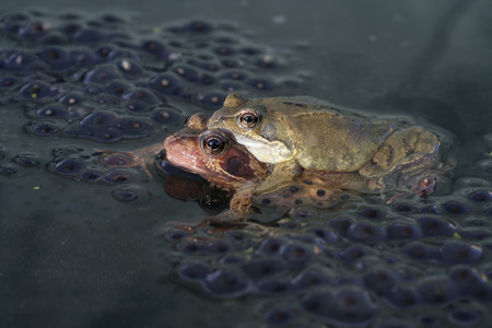 COMMON FROG, Rana temporaria, matingの写真素材