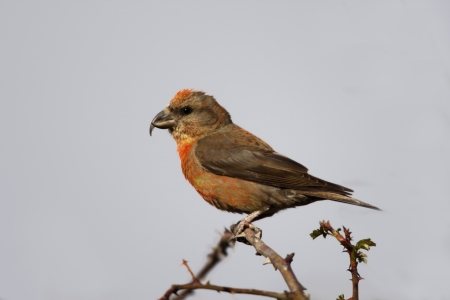Crossbill Loxia curvirostra, male, Spain, spring             の写真素材