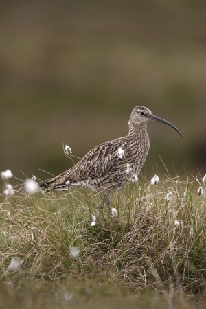 Curlew, Numenius arquata, in cotton grass, Walesの写真素材
