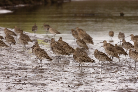 Curlew, Numenius arquata, in shallow waterの写真素材