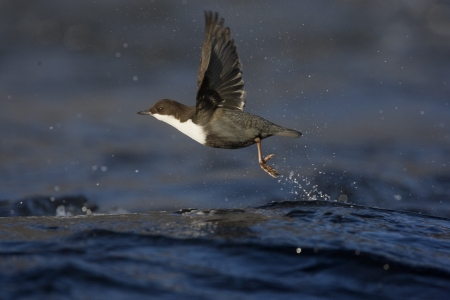 Black-bellied dipper, Cinclus cinclus cinclus, Single bird taking off in flight from water, Finland,...