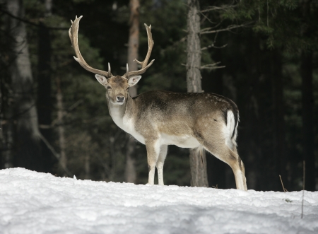 Fallow deer, Dama dama, single male in snow, France, March 2008                     の写真素材