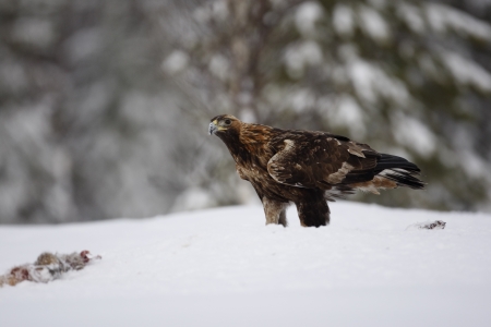 Golden eagle, Aquila chrysaetos single bird in deep snow, Finland