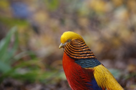 Golden pheasant, Chrysolophus pictus, male, Kew Gardens, London           の写真素材