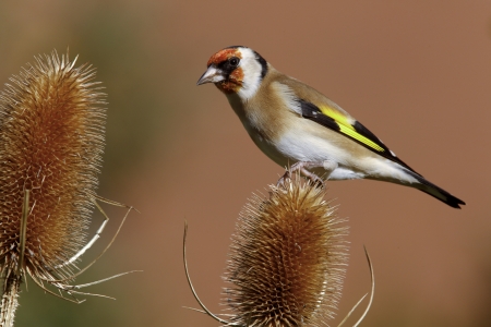 Goldfinch, Carduelis carduelis, on teasel, Midlands, Autumnの写真素材
