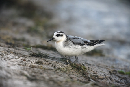 Grey Phalarope, Phalaropus fulicaria, winter plumage, Midlands, UKの写真素材