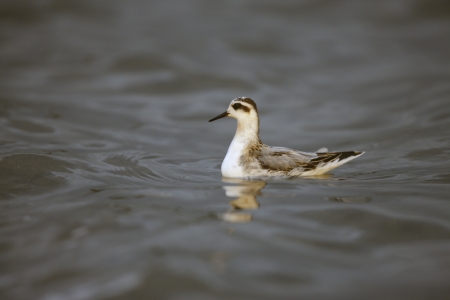 Grey Phalarope, Phalaropus fulicaria, winter plumage, Midlands, UKの写真素材