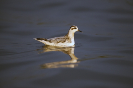 Grey Phalarope, Phalaropus fulicaria, winter plumage, Midlands, UKの写真素材