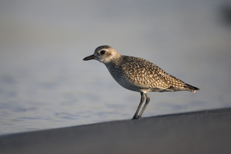 Grey plover, Pluvialis squatarola by water,  USA  の写真素材