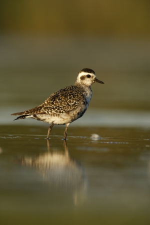 Grey plover, Pluvialis squatarola, New York, USA, summer          の写真素材