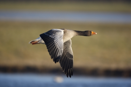 Greylag goose, Anser anser in flight, Gloucestershire, UK                 の写真素材