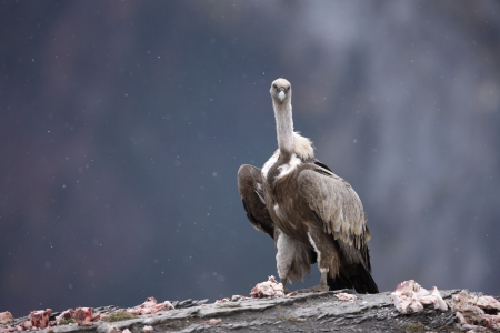 Eurasian griffon vulture, Gyps fulvus, single bird standing on rock in mountains, Spain, winterの写真素材