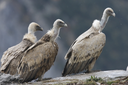 Eurasian griffon vulture, Gyps fulvus, group of birds standing on rock, Spain, winterの写真素材
