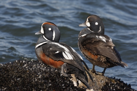 Harlequin duck, Histrionicus histrionicus, Two males standing on rock by sea, New Jersey, USA     の写真素材