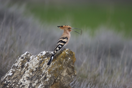 Hoopoe, Upupa epops, single bird perched on rock, Spain, March 2008の写真素材