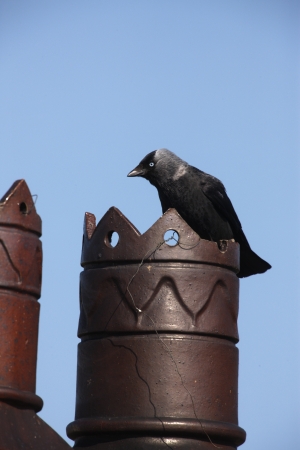 Jackdaw, Corvus monedula, single bird on chimney, UKの写真素材