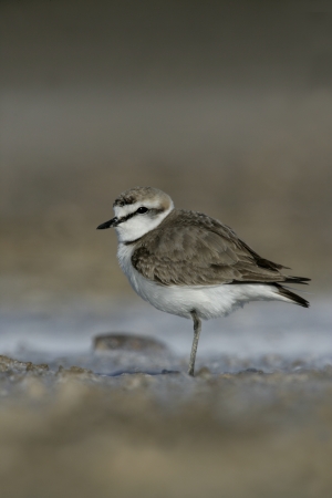 Kentish plover Charadrius alexandrinus, female, Spain, spring       の写真素材