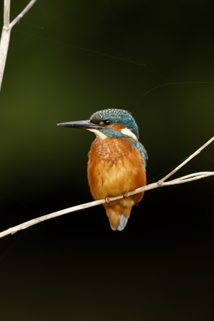 European kingfisher, Alcedo atthis, male, West Midlands, UK, autumn                 の写真素材