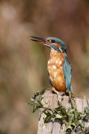 Kingfisher, Alcedo atthis, female dispalying, West Midlands, UK                 の写真素材