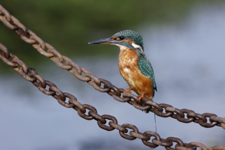 Kingfisher, Alcedo atthis, female on chain, West Midlands, UK       の写真素材