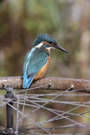 Kingfisher, Alcedo atthis, female on bike wheel, West Midlands, UK       の写真素材