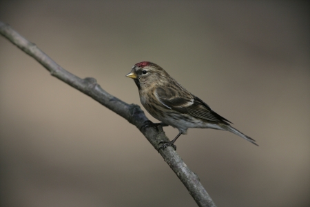 Lesser redpoll, Carduelis cabaret, single bird on branch,       Warwickshireの写真素材
