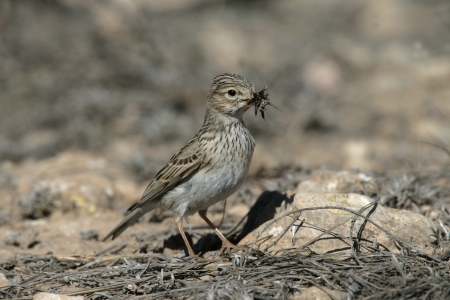 Lesser short-toed lark, Calandrella rufescens, Spain, spring                の写真素材