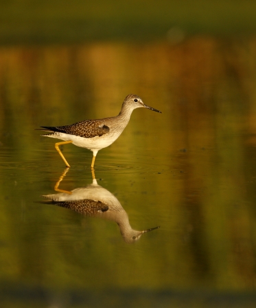 Lesser yellowlegs, Tringa flavipes, New York, USA               の写真素材