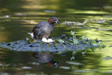 LITTLE GREBE, Tachybaptus ruficollis, UK, nestの写真素材