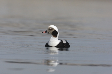 Long-tailed duck, Clangula hyemalis, Male, New York, USA             の写真素材