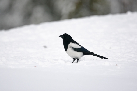 Magpie, Pica pica, Finland, winterの写真素材