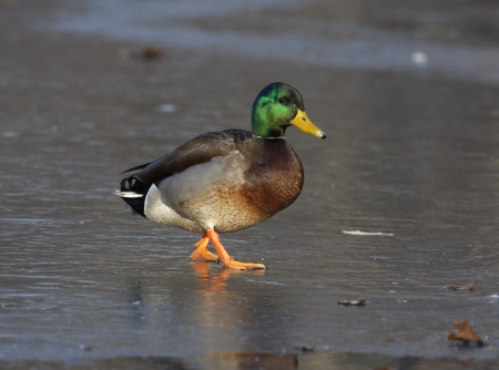 Mallard, Anas platyrhynchos, Male on ice, New York, USA            の写真素材