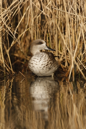 Marbled teal, Marmaronetta angustirostris, bird on water, Native to Spain   の写真素材